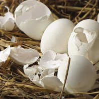 Φωτογραφία Eggshell