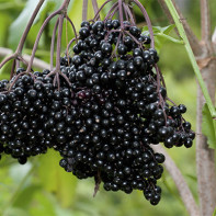 Photo of elderberry 2