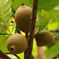 Genip Fruit Foto 3