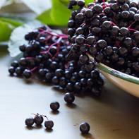 Photo of elderberry 5