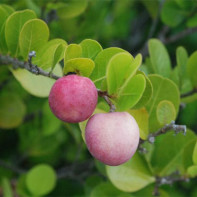 Photo du fruit d'Ikako 3