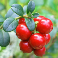 Foto af cowberry blad 4