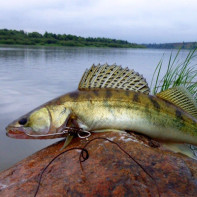 Fotografie a perch-ului de stiuca 3