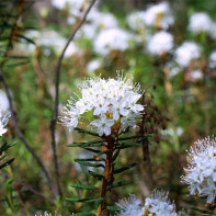 Fotoğraf marsh ledum 5