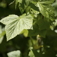 Foto de fulles de grosella