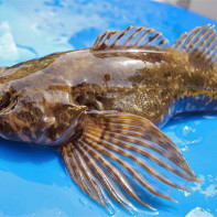 Larawan ng isang isda na goby 4