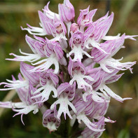 Foto Orchis 4