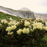 Foto de rododendro caucasiano