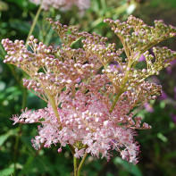 Photo meadowsweet (meadowsweet) 5