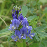 Alfalfa Fotoğraf