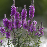 Снимка на loosestrife loosestrife 4