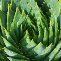 Aloe foto 2