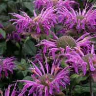 Photo monarda