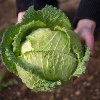 Photo cabbage leaf 4