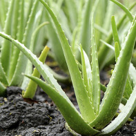 Aloe photo 4