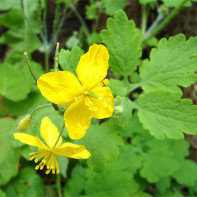 Kuva celandine 5