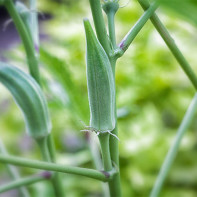 Ảnh Okra 5