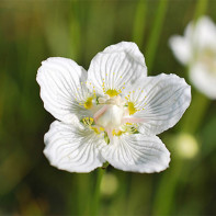 תמונה של Belozor Marsh 2