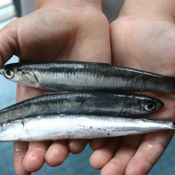 Photo anchovies 5