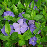 Fotografija periwinkle 4