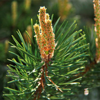 Photo de bourgeons de pin 5