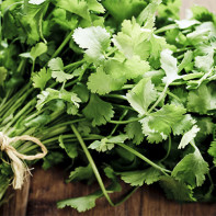 Cilantro 3 foto