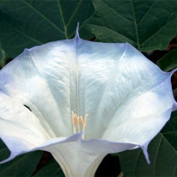 Foto de Datura 2