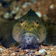 Fotografie rybí goby 5