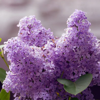 Foto Lilac 4