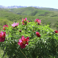 Foto peony mengelak 4