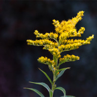 Goldenrod photo 3