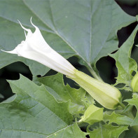 Datura fotó