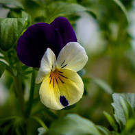 Foto de violeta tricolor 5