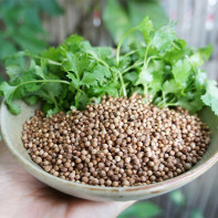 Larawan ng cilantro 5