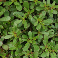 Photo de Purslane 3