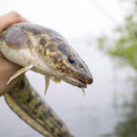 Burbot foto