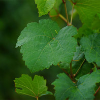 Foto delle foglie di vite 5