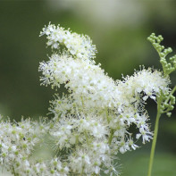 Foto van moerasspirea (moerasspirea) 2