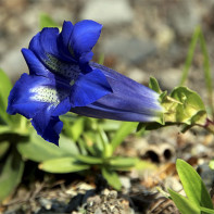 Gentian photo