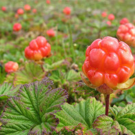 Cloudberry photo 2