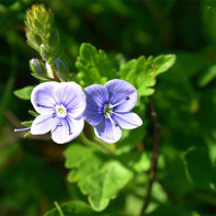 Φωτογραφία Veronica officinalis