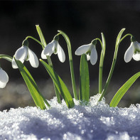 Foto van een sneeuwklokje 2