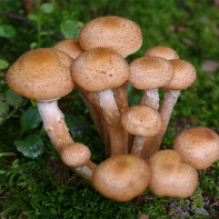 Fotopaddestoelen 5