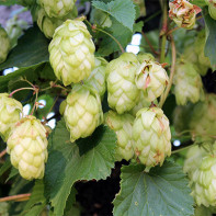 Photo de cônes de houblon 5