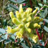 Foto astragalus 4