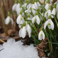 Bilde av en snøklokke 3