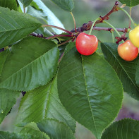 Foto de cereza dulce 6