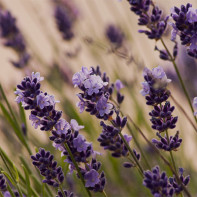 Lavendel foto