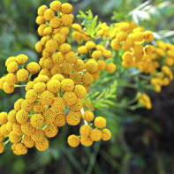 Φωτογραφία tansy 2