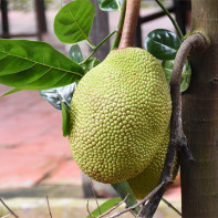 Jackfruit-valokuva 4